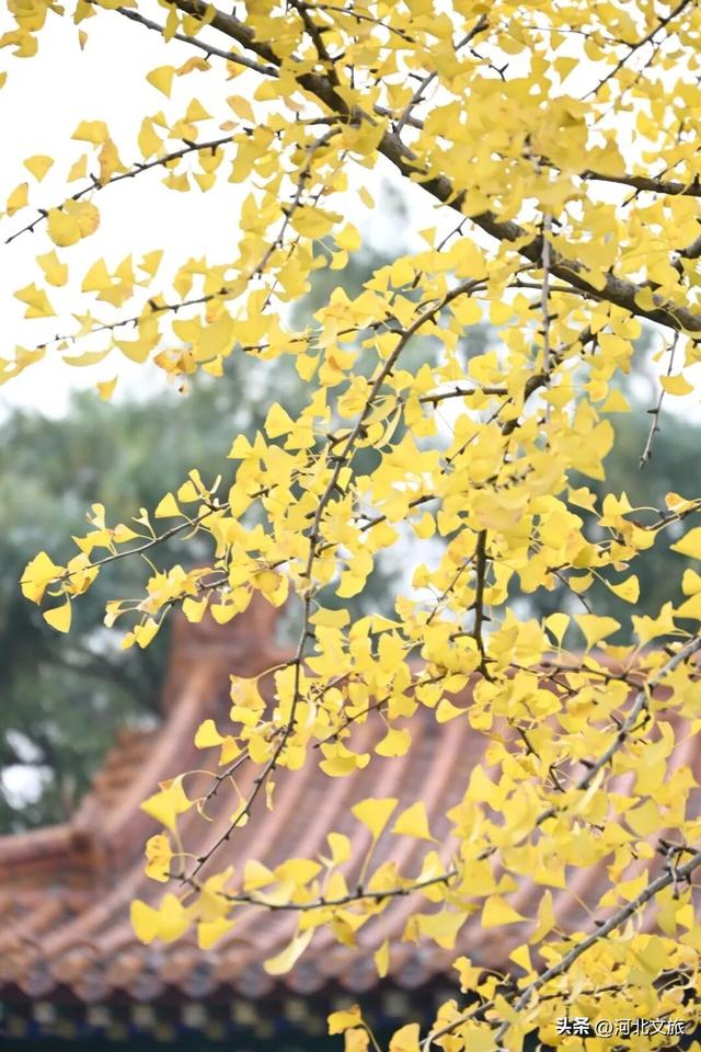 来河北这座小城：邂逅一场暖黄秋日盛宴