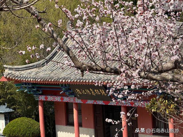 赤山的春天，是一场蓄谋已久的“花事”