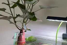 湖南一太太因在鱼缸养“红薯”，引万人围观，网友：太仙，太治愈图片