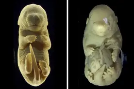 6条腿的老鼠来了！图片