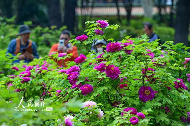 河南洛阳：牡丹花开