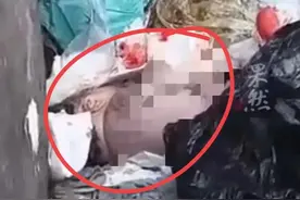 黑龙江一刚出生女婴 被扔垃圾桶后续！丟弃者已找到，知情人曝内情图片