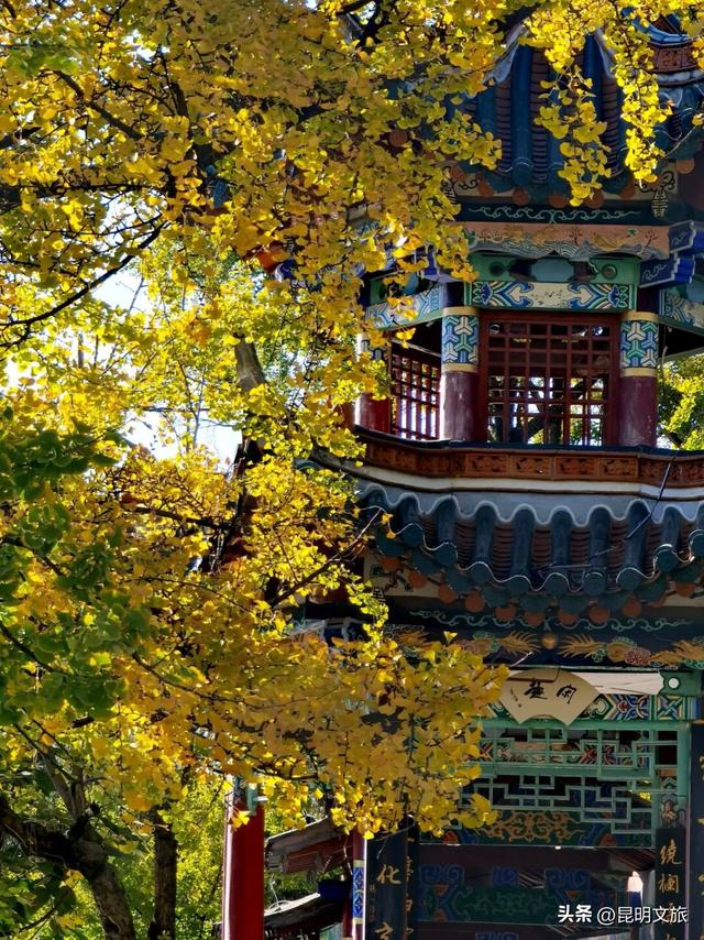 美爆！美爆！超全攻略！超出片！🤳昆明银杏黄金倒计时，抓紧时间冲~
