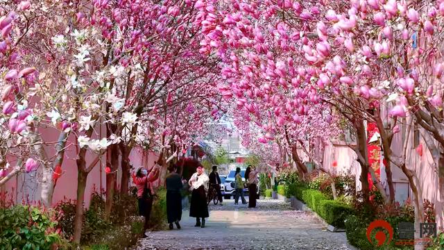 从“赏花游”到“春日经济” 日照的春天“一路生花”