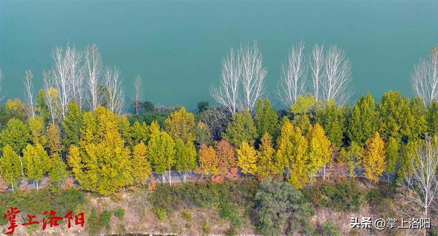 层林尽染！洛阳黄河两岸秋景已上线