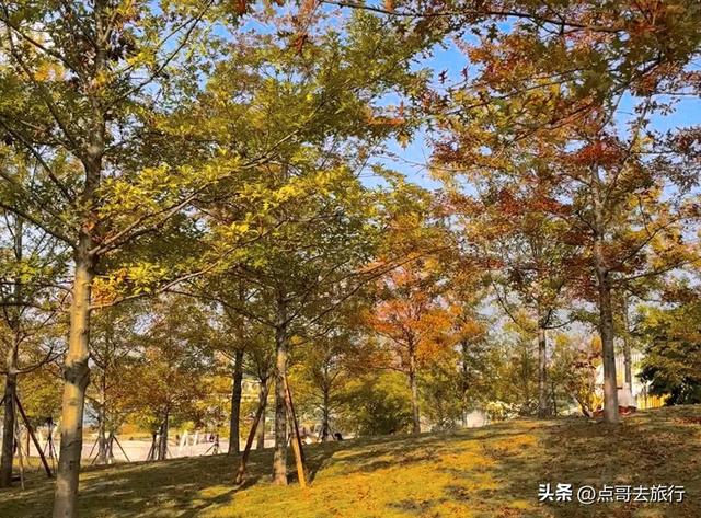成都最美的枫叶公园，已惊艳上线，都不要门票，地铁公交车直达！