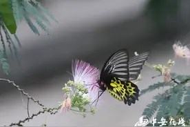 国家二级保护动物金裳凤蝶现身安徽黄山九龙峰自然保护区图片