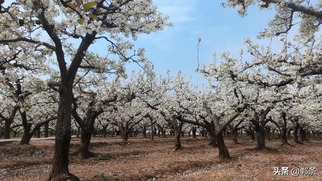 来梨乡，赴一场与春天的约会