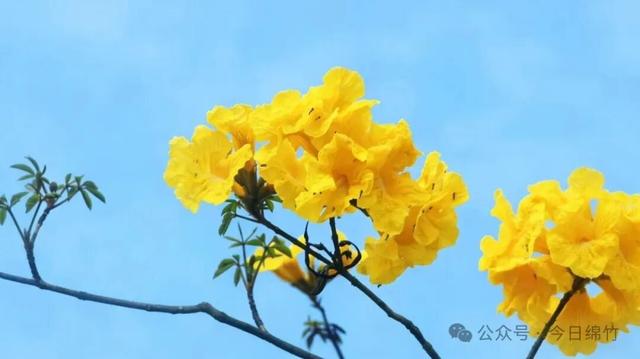 绵竹这里太美了！适合遛娃、运动、拍照，还有风铃木花海......