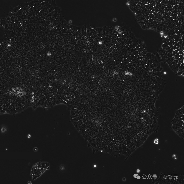 OpenAI用GPT-4b攻克诺奖难题！人体细胞返老还童逆转效率飙升50倍