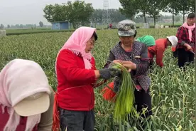 高青县木李镇：蒜薹喜丰收 蒜农采摘忙图片