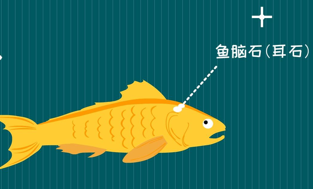 花胶的市价 2026年花胶的价格