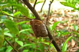 螳螂的卵蛸是针对肾虚阳痿、时间短，固精缩尿的良药图片