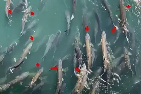 三峡坝区大鱼横行，大量“水老虎”出没引发担忧，专家:不用干涉图片