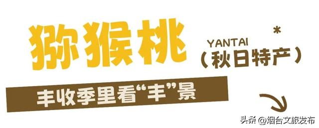 【乐游烟台】丰收季，烟台秋日采摘全攻略来啦！