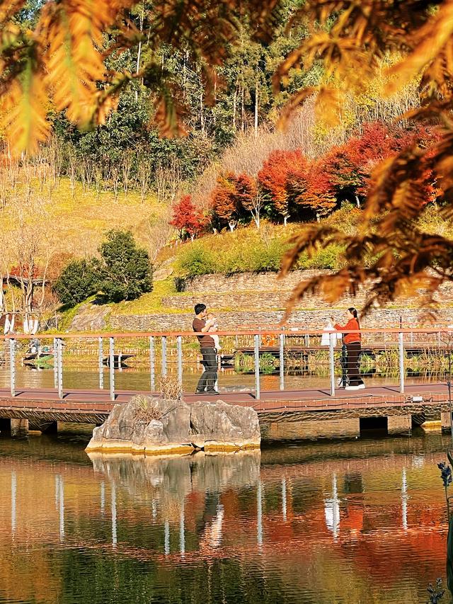 【初冬打卡指南】都匀绿博园“限定红杉雾镜”上线！