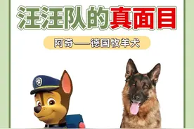 汪汪队里的狗狗都是什么品种的狗狗图片