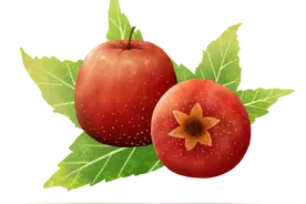 酸酸甜甜的“冬季第一果”，每天坚持吃几颗，活血、消脂、平喘、和胃……但这7个食用禁忌也要知道图片