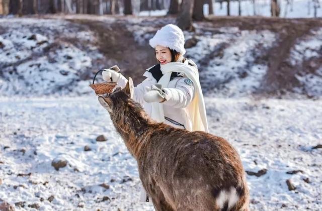 冬天的治愈秘籍!阿尔山这场“童话极境·浪漫冰雪”梦幻之旅等你来体验