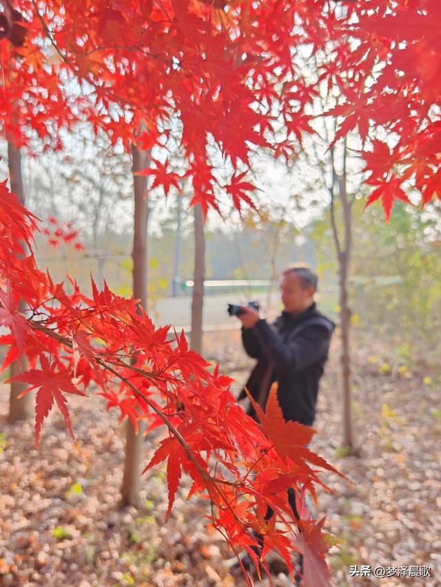 千年古城湖北云梦 冬日暖阳红枫艳