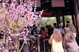 西溪湿地周末客流量突破10万人次！园区温馨提醒：可选择小众赏梅区图片