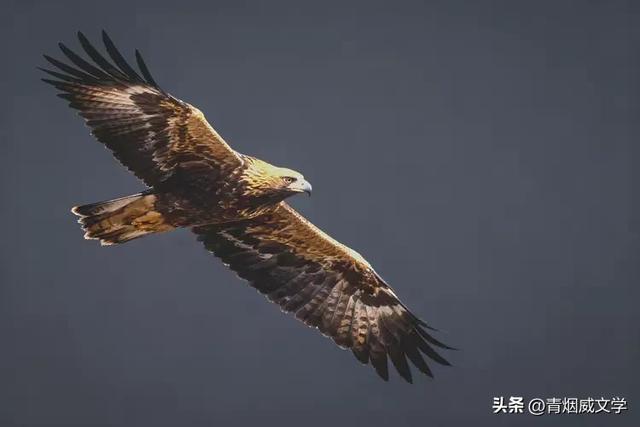 午后骑行 西湿地偶遇金雕