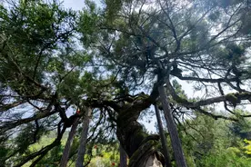 两千年古圆柏树又泛新绿（组图）图片