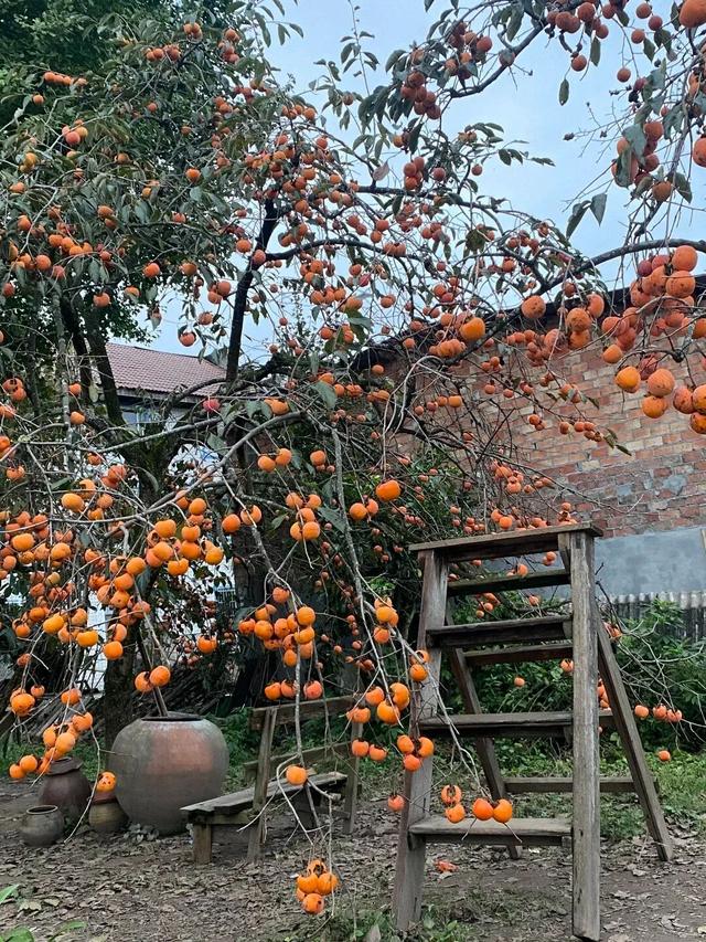 就这一口柿子，盼到冬天了！
