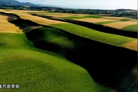 超治愈！镜头下的新疆麦田有多美图片