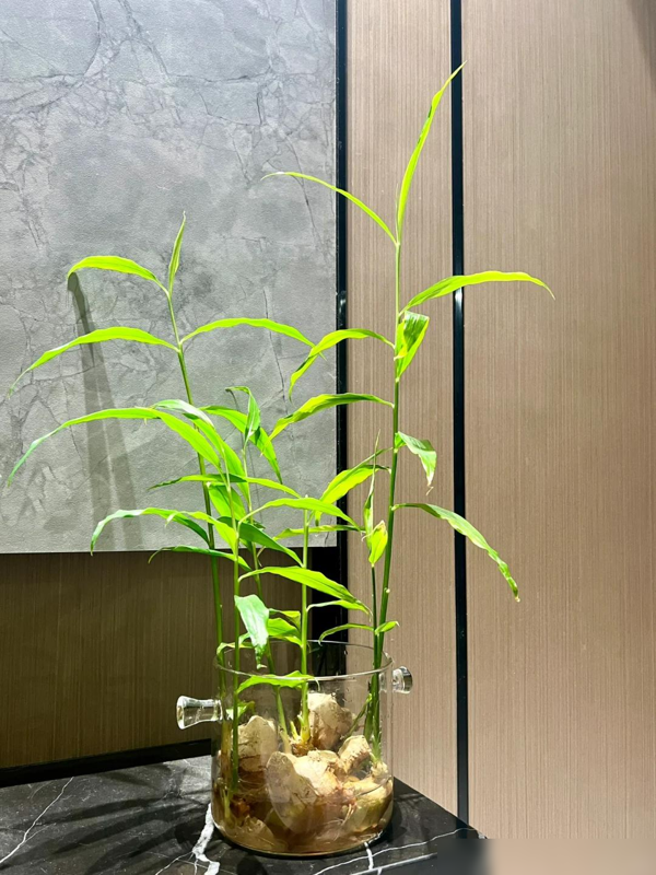 北京一姑娘“把生姜当绿植”养在客厅走红，网友：好美，好高级