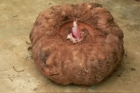 蒟蒻怎么读，蒟蒻是什么意思？网红蒟蒻果冻你吃过了吗？图片