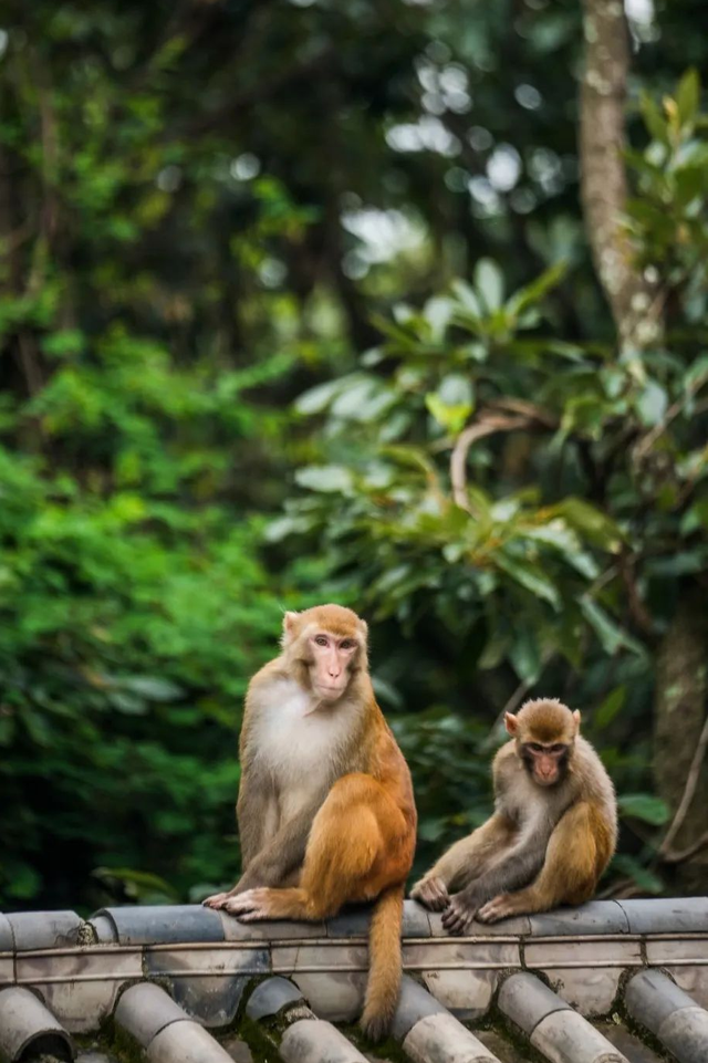 真香系列！西昌直飞50分钟，往返才400块！