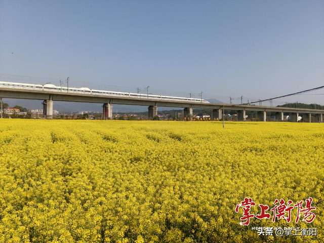 衡阳春日限定！收好这份踏青赏花打卡攻略~