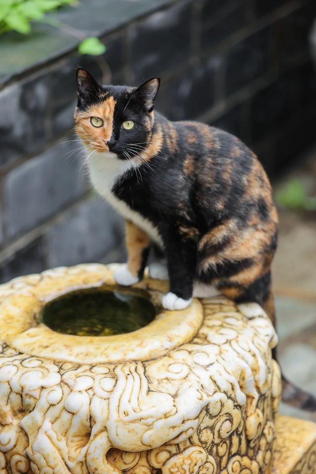 观复猫带你画·中华最有名 | 鹳雀楼