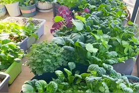 喜阴蔬菜大合集！光照不足也能丰收的10种“懒人菜”，阳台党必看图片