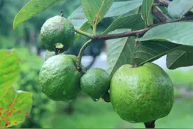 世界上最危险的树，摸不得烧不得，专家都拿它没办法图片