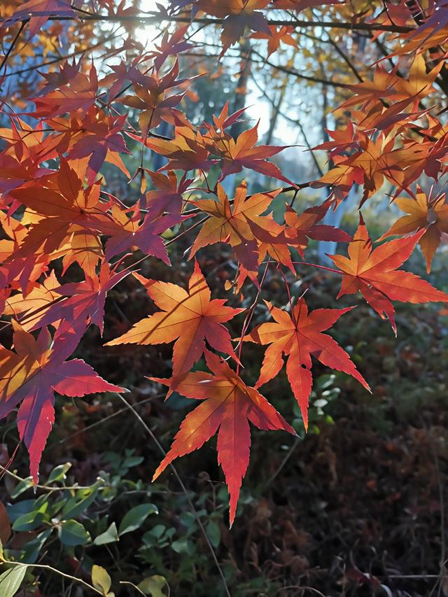冰城飘雪，姑苏枫红，填满我的冬日时光～
