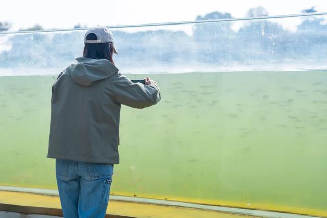 玄武湖惊现"超级大鱼缸",8米玻璃直通湖底,专利技术惊艳全国
