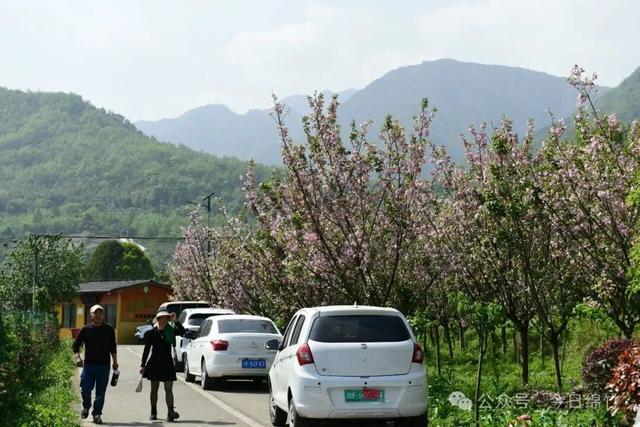 美得逆天！绵竹这里400亩牡丹已成花海，免费......