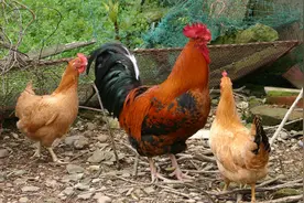 兽用（地美硝唑）在禽病疑难杂症治疗方案中的应用！图片