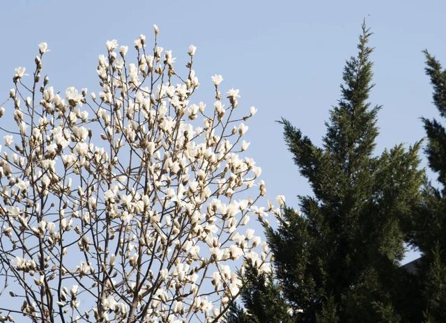 航小天带你看长安 | 在长安，与春天撞个满怀