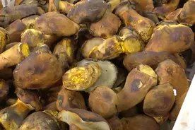 价格“真香”，味道如何？人工培育见手青在昆明上市啦！图片