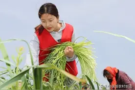从“蒜你狠”到“蒜你惨”:五一期间南北蒜苔大跌蒜农的双重打击图片