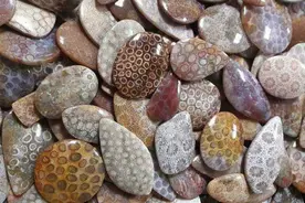 密恐慎入！珊瑚“投胎”变身成玉石？漫谈“珊瑚玉”的前世今生！图片