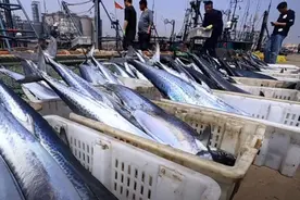 封海倒计时！日照这种海鲜大量上市！图片