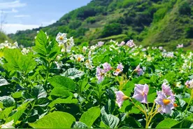 洋芋花开，绽放“薯”光图片