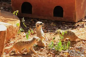 昆明动物园｜景美而且动物多，遛娃好去处！（附攻略）图片