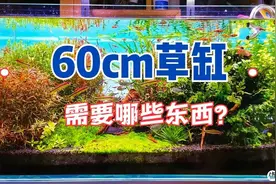 60厘米的鱼缸，想要玩草缸，需要些什么东西？图片