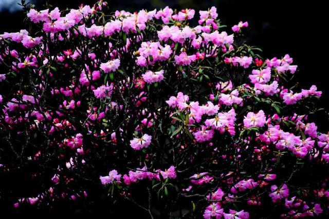 清明春假趣旺苍 景区福利享不停