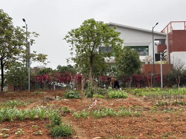 五象湖「最强景观」火了，公告成了废纸